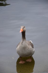 London Goose