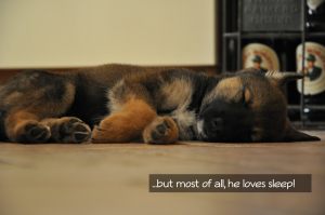 Rusty_asleep_fragulina