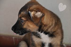 Rusty_profile_fragulina