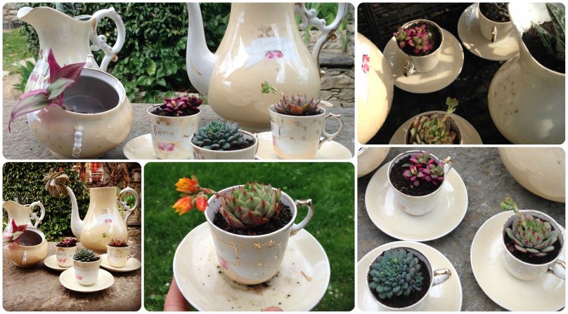 Succulent-TeaTime-Fragulina